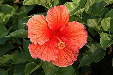 消息称TGA颁奖典礼会公布怪物猎人新情报